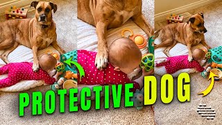 Protective Dog Thinks Human Baby Is Hers