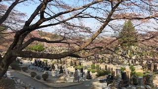 宇都宮市・お墓・市営霊園・公営霊園の桜が咲き始めました・石のやたべ