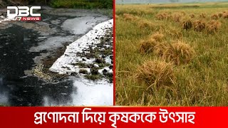 রাজবাড়ীতে পাটের বদলে ধান চাষে আগ্রহী কৃষক | DBC NEWS