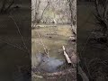 Flooding Creek Utah #shorts #utah #flooding #snow #melting #outdoors #fishing