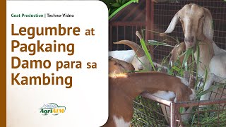 Techno-Video | Legumbre at Pagkaing Damo para sa Kambing at Negosyo Mo | Goat Production