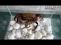 when a ferocious crab meets a scorpion