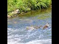 荒波に揉まれるカルガモ親子。ヒヨコと母鳥