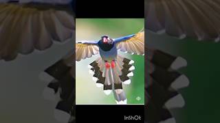 නිදහස් අහසේ|freedom in the sky#short#trending#viral#sky#birds