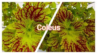 Coleus 1 🌿 #coleus #leaves #shorts