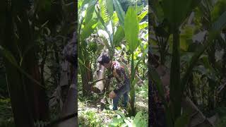 Abaca plant harvesting for fiber making. #shortsvideo #abacafarming