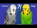 The difference between the terms Budgie and Parakeet