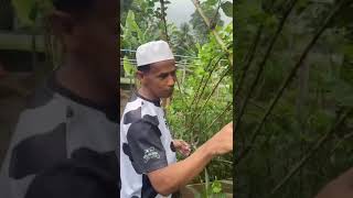 Nak buat pokok mulberry berbuah sangat mudah hanya potong buang daun