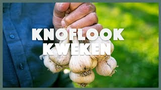 Knoflook kweken: alles wat je moet weten I Angelo Dorny