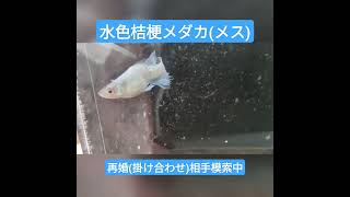 未亡人(魚)になった水色桔梗メダカ #メダカ #水色桔梗 #青ラメ幹之ヒカリ体型#改良メダカ #ショート動画 #メダカ動画 #short