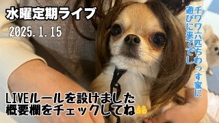 6チワワ定期ライブ配信～概要欄チェックしてね('◇')ゞ