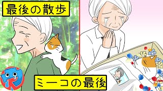 【感動する話漫画動物/猫】祖母が亡くなり、愛するボス猫ミーコも続くようにお別れ…沈んでいると慰めに一匹の猫が現れた！猫と家族の暖かいお話【感動する話を漫画化】