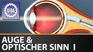 Trailer - Auge \u0026 optischer Sinn I - Biologie - Schulfilm