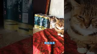 这是姥爷的爱猫 快80岁了 不食人间烟火 最近生了个独生女 #狸花猫