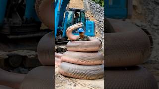 Giant snake wrapped around the man 🐍 😱 #shorts #anaconda #snake #python