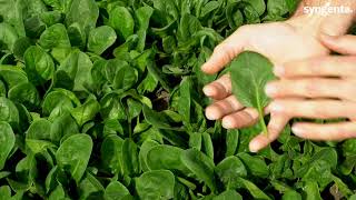 Syngenta vFOI Spinach El Lucio Babyleaf