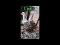 hyderabadi neela babar pigeon 3 breeding pair sold out pigeon subscribe sale hyderabad