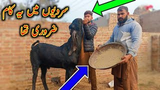 Goat Stomach Powder Usage In Winter - Goat- Bkri Ka Hazma