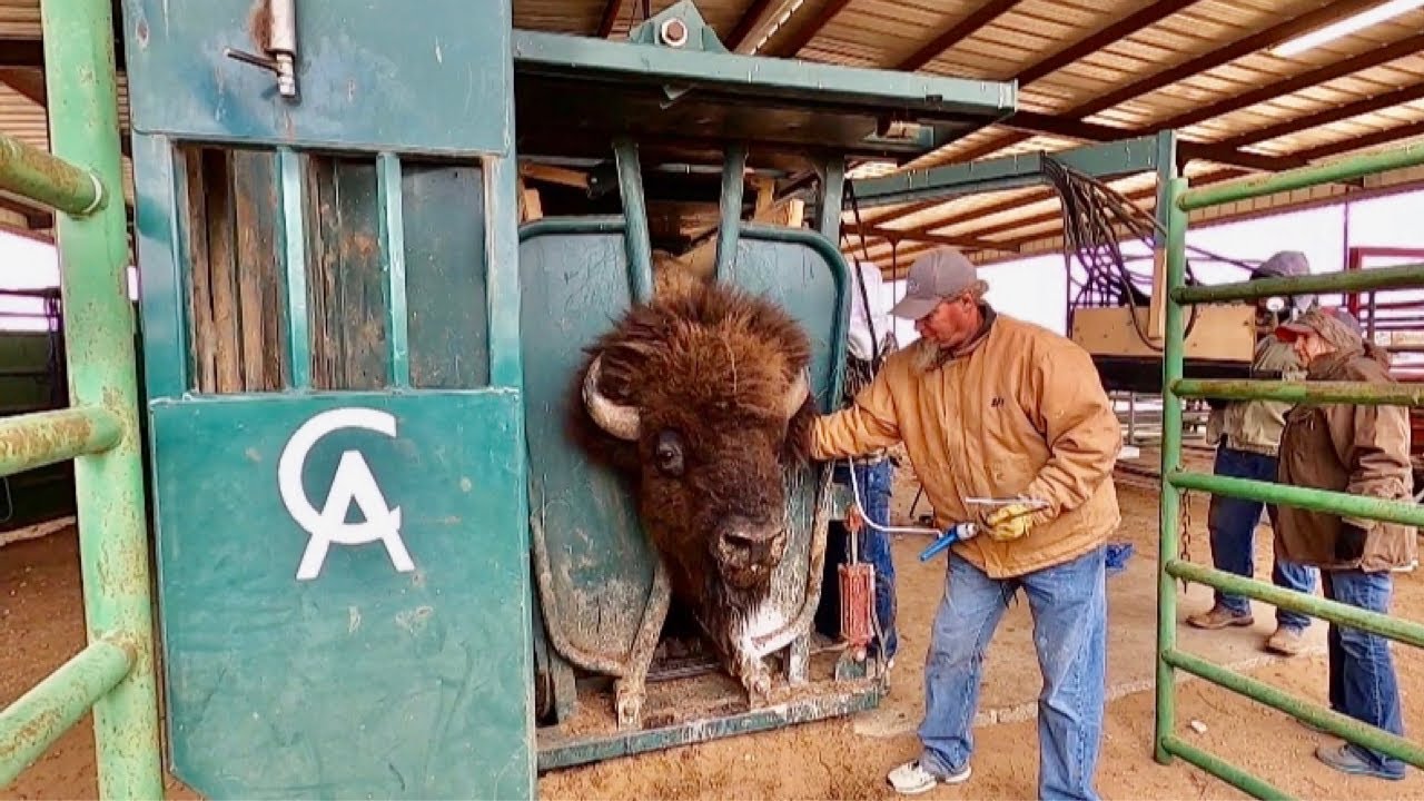 Behind The Scenes Of A West Texas Bison Ranch And Texas Size Bulls ...