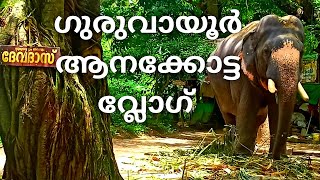 ഗുരുവായൂർ ആനക്കോട്ട /Aanakotta/ Elephant Camp Guruvayoor/ പുന്നത്തൂർ കോട്ട/Guruvayoor Anathottil