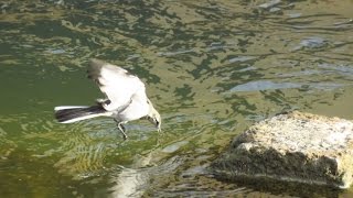 野鳥セキレイ♫スライドオルゴール♫アメージンググレイス聖歌罪のやみじに