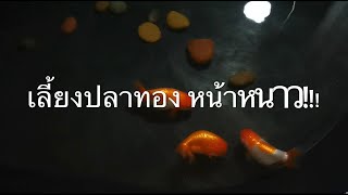 นั่งข้างบ่อ ep4 เลี้ยงปลาทองในหน้าหนาว ทำไงดี?1/2