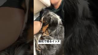 腕枕で寝るイッヌ #愛犬との暮らし #保護犬 #犬のいる暮らし #イッヌ #保護犬を家族に #ミニチュアダックスフンド