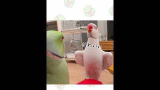 どんな時も貴族な白タイツさん #ワカケホンセイインコ #indianringneck #shorts