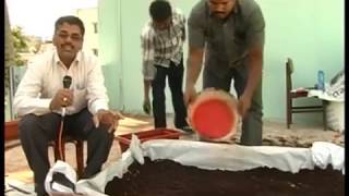 organic  kitchen garden / సేంద్రీయ పద్ధతిలో ఇంటి పంట