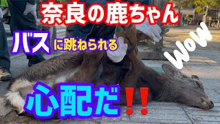 奈良の鹿ちゃん🦌バスに跳ねられる🚌心配だ‼️