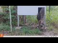 Ocelot vs. Coati - Osa Conservation