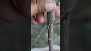 Introducing new grafting techniques(5) #plantpropagation #grafting #viral#short