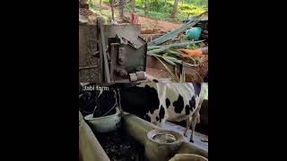 cow farming     #shorts# Kerala dairy farm# milk product# Pashu valarthal