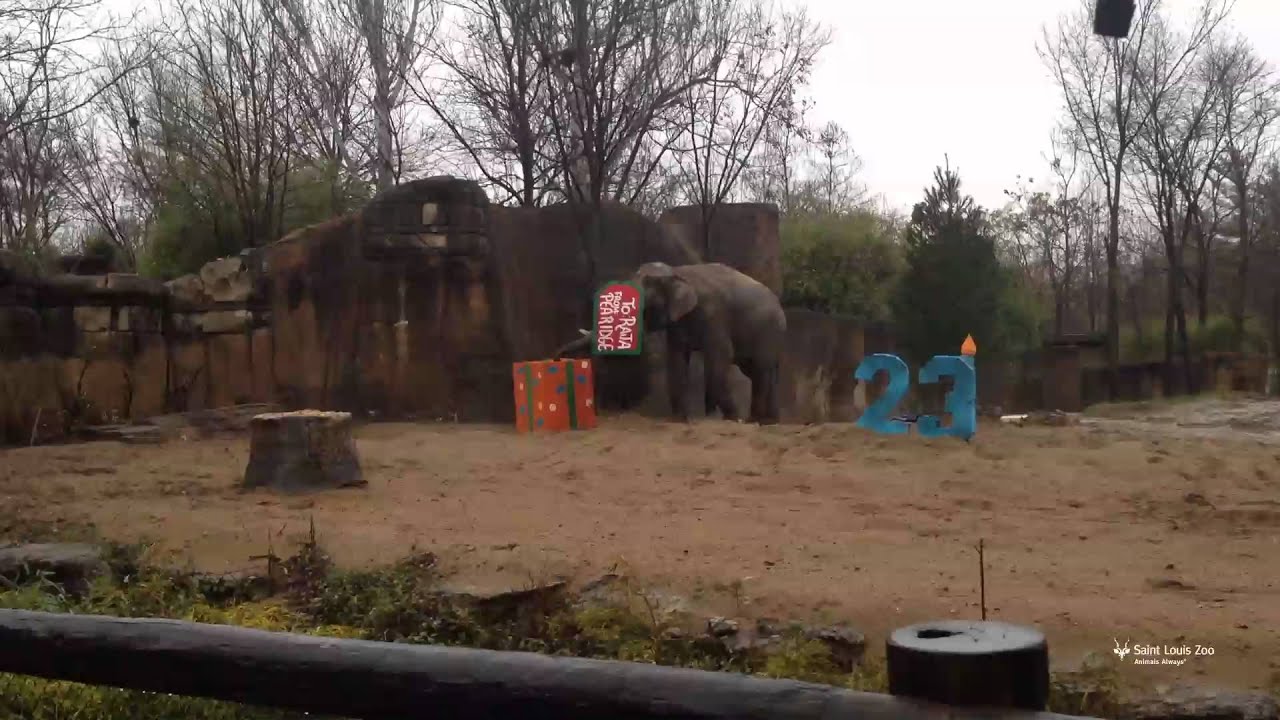 Happy 23rd Birthday To Asian Elephant Raja At Saint Louis Zoo - YouTube