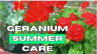 🛑GERANIUM जिरेनियम पौधे कि देखभाल कैसे करें । GROW \u0026 CARE THESE BEAUTIFUL FLOWER PLANT.