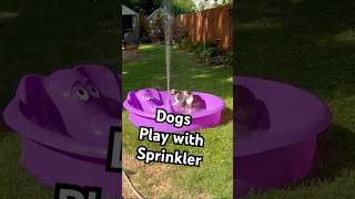 Playful Puppies LOVE Water Fountain in Pool! #Puppy #Puppies