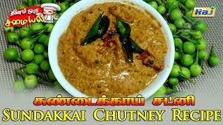 சுவையான சுண்டைக்காய் சட்னி செய்வது எப்படி? | Sundakkai Chutney Recipe | Turkey Berry Chutney | RajTv