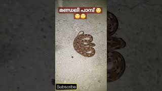 മണ്ഡലി പാമ്പ് വീട്ടിൽ കയറിയതാ..... 🙄🙄🙄    Snake at Home