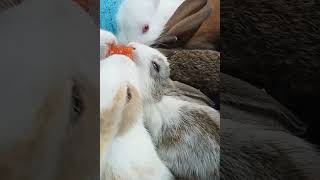 என்னடா முயல் அல்வா சாப்பிடுது#youtubeshorts#rabbits#trending#shorts