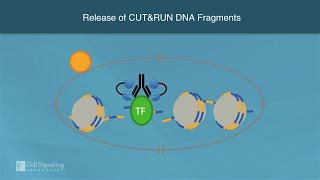 How CUT\u0026RUN Profiles Chromatin | Cell Signaling Technology