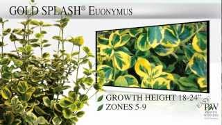 Proven Winners® Gardener Channel: Proven Winners® Gold Splash® Euonymus