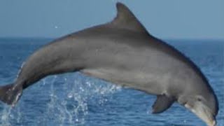 dolphin in velankanni beach #youtubeshorts#train#travel#video#subscribe