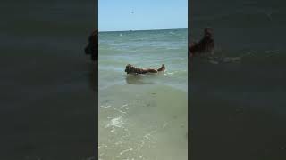 Dog Plays Fetch at the Beach - 1191210-8