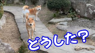 【柴犬】母犬がいなくなったあとの子柴の行動！