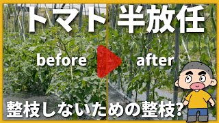 【トマト】今年は、雨除けトンネルなし＆半放任で栽培します／半放任といっても最初の整枝と誘引作業は必須のようです／定植から3週間放置したら手に負えなくなってました－Vol.129（2023.05.27）