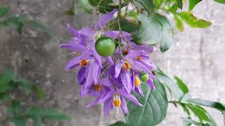 懸星花Solanum seaforthianum.墨濡留影