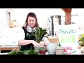 petitti how to re pot divide u0026 transplant houseplants