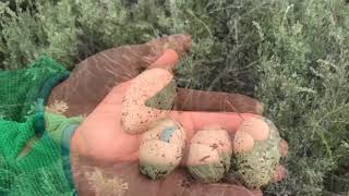 Day in the Field - Grouse Eggs