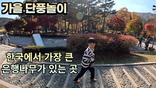 가족과 함께한 양평 용문사 가을 단풍여행/Autumn Maple Tour at Yongmunsa Temple in Yangpyeong Korea