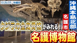 神秘の海を感じる！名護博物館のクジラ標本に迫る日本財団 海と日本PROJECT in 沖縄県 2023 #07